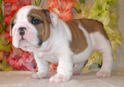 Male and female Bulldog puppies for good home