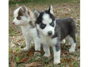 Black - White Siberian Husky Puppies For Sale