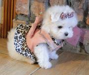 Two Lovely Maltese Puppies For Caring Home Now